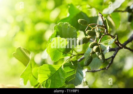 Ein Zweig der Erle Blätter und grüne Kegel. Niederlassung von Alnus glutinosa, die Common Alder, Black Alder im Frühjahr. Stockfoto
