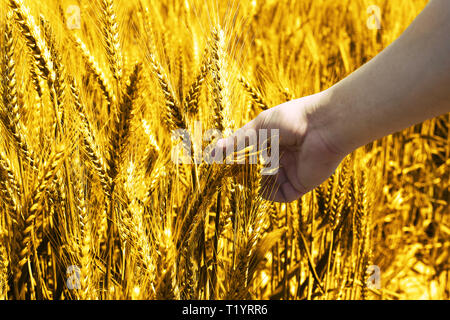 Bild von grüner Weizen Felder für baisakhi Festival. Stockfoto