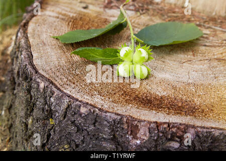 Zweig der Grüne unreife Haselnüsse auf dem Baumstumpf. Muttern der filbert wächst. Haselnuss Baum, vier Unreife filberts. Selektiver Fokus Stockfoto