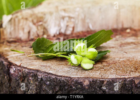 Zweig der Grüne unreife Haselnüsse auf dem Baumstumpf. Muttern der filbert wächst. Haselnuss Baum, vier Unreife filberts. Selektiver Fokus Stockfoto