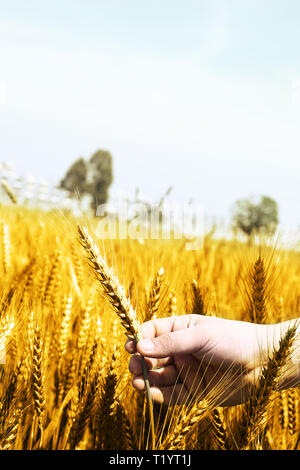 Bild von Weizenfeldern Holding in der Hand für baisakhi Festival in Punjabi Kultur. Stockfoto