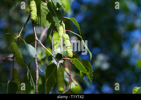 Zweig der Birke (Betula pendula, Silver Birch, warty Birke, Europäische birke) mit grünen Blättern und Palmkätzchen Stockfoto