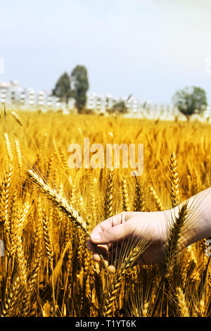 Foto von Weizenfeldern Holding in der Hand für baisakhi Festival in Punjabi Kultur. Stockfoto