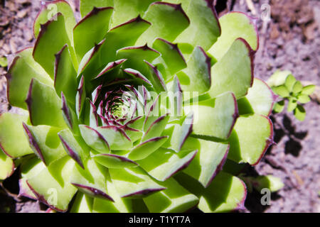 Sempervivum tectorum, gemeinsame Hauswurz, - mehrjährige Pflanze. Sempervivum in der Natur, gesunde Pflanze für pflanzliche Arzneimittel Stockfoto