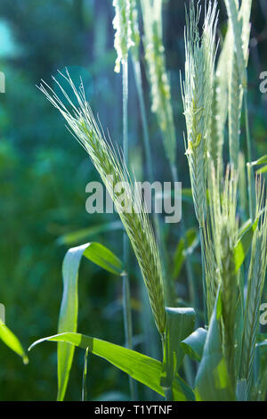 Ryes von Spike im Garten wächst. Roggen Feld, Sommer Hintergrund. Erntegut auf der Farm. Stamm mit Saatgut für Getreide Brot. Landwirtschaft Ernte Wachstum. Stockfoto