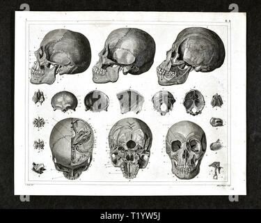 1849 medizinischen Abbildung der menschlichen Anatomie mit Schwerpunkt auf den Schädel und Kopf Stockfoto