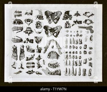 1849 medizinischen Abbildung der menschlichen Anatomie zeigt das Skelettsystem Stockfoto