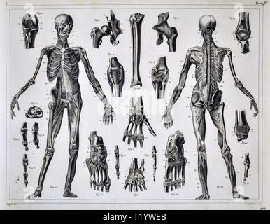 1849 medizinischen Abbildung der menschlichen Anatomie Stockfoto