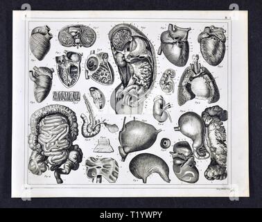 1849 medizinischen Abbildung der menschlichen Anatomie, Herz, Darm, Lunge, Magen, Leber, Nieren des Abdomen und Thorax Stockfoto