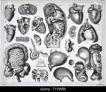 1849 medizinischen Abbildung der menschlichen Anatomie, Herz, Darm, Lunge, Magen, Leber, Nieren des Abdomen und Thorax Stockfoto