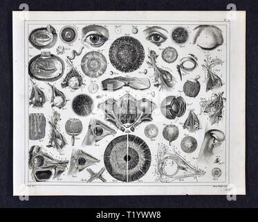 1849 medizinischen Abbildung der menschlichen Anatomie des Auges Stockfoto