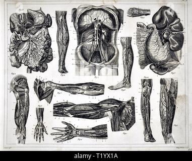 1849 medizinischen Abbildung der menschlichen Anatomie Kreislaufsystem Stockfoto