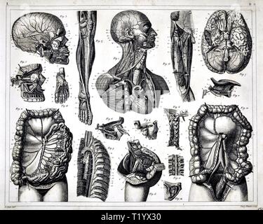 1849 medizinischen Abbildung der menschlichen Anatomie Kreislaufsystem Stockfoto