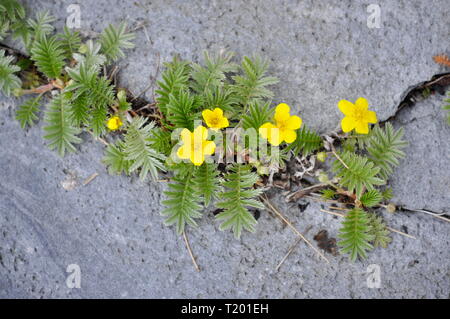 Silverweed Argentinien anserina Wachsen in einen Riss in einem Felsen Stockfoto