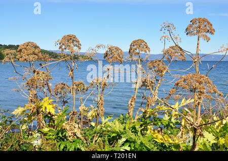 Die invasive Pflanze Persischen scharfkraut Heracleum persicum Stockfoto