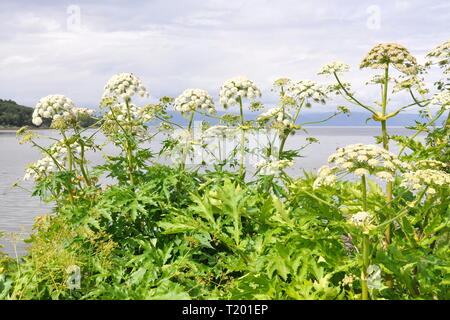 Die invasive Pflanze Persischen scharfkraut Heracleum persicum Stockfoto