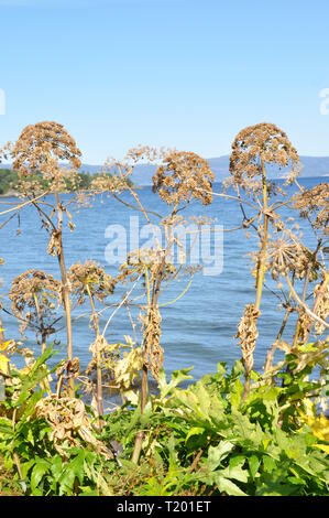 Die invasive Pflanze Persischen scharfkraut Heracleum persicum Stockfoto