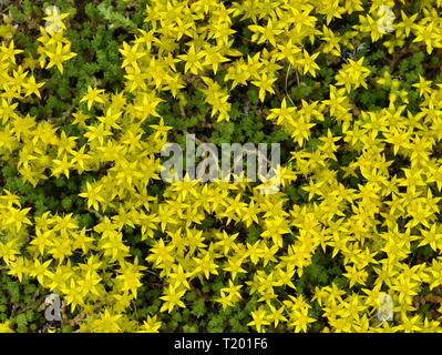 Nahaufnahme auf gelb Goldmoss Sedum acre Blumen Stockfoto