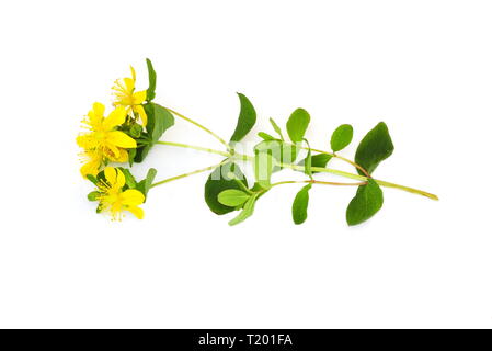 Hypericum Pflanze mit Blumen auf weißem Hintergrund Stockfoto