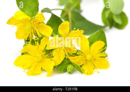 Hypericum Pflanze mit Blumen auf weißem Hintergrund Stockfoto