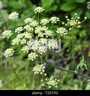 Kuh Petersilie Anthriscus sylvestris Blumen Stockfoto