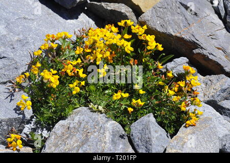 Bird's-foot trefoil Lotus corniculatus Wachsen in einen Riss in einem Felsen Stockfoto