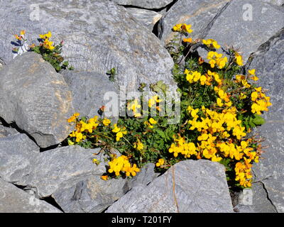 Bird's-foot trefoil Lotus corniculatus Wachsen in einen Riss in einem Felsen Stockfoto