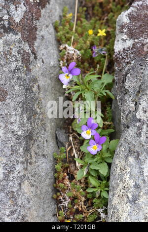 Wildes Stiefmütterchen blumen Viola tricolor wachsen in einem Spalt zwischen den Felsen Stockfoto