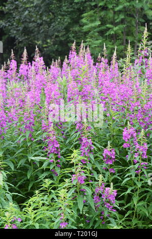 Großer Bereich der rosebay Weidenröschen Chamerion angustifolium Blüte mit rosa Blumen Stockfoto