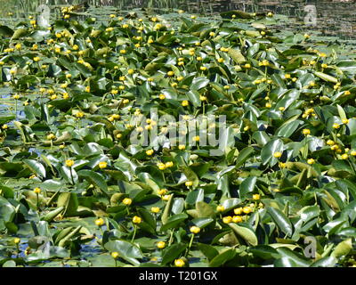 Gelbe Seerose Nuphar lutea wächst an einem kleinen Teich Stockfoto