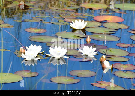 Weiße Seerosen Nymphaea alba in einem natürlichen Teich im Wald wachsenden Stockfoto