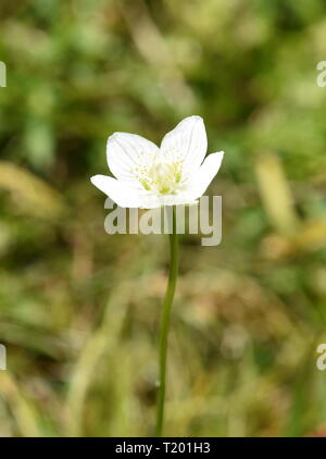 Die wildflower Marsh Grass der Parnassus Parnassia palustris Stockfoto