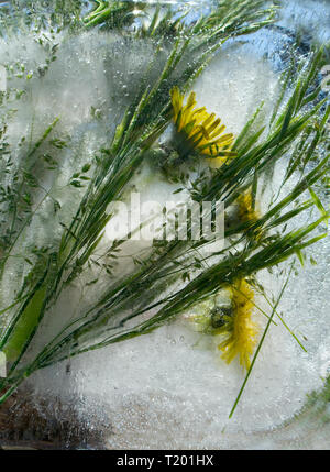 Hintergrund Der von gelben Löwenzahn Blume mit grünen Blättern in Ice Cube mit Luftblasen eingefroren Stockfoto