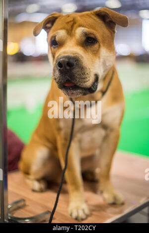 Cute Ca de Bou Welpen Hund (mallorquinische Dogge, Perro Dogo Mallorquin Bulldog, Mallorquin, Mallorca Dogge, Mallorquin Bulldog, Perro de presa Mallorquin Stockfoto