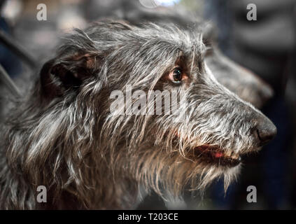 Portrait von Grauen Scottish Deerhound Hund mit sich verjüngende Schnauze und dunkel braune Augen. Stockfoto