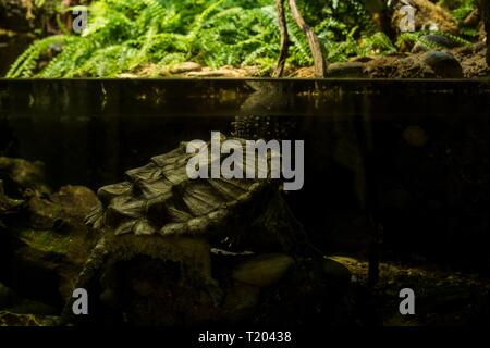 Prähistorische - Suche Alligator snapping Turtle (Macrochelys temminckii) unter Wasser im Aquarium, grüne Vegetation und Blätter im Hintergrund, schöne s Stockfoto