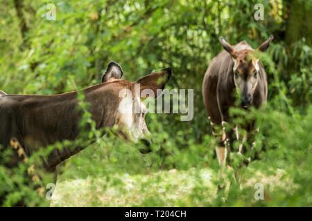 Okapi (Okapia johnstoni), Wald Giraffe oder zebra Giraffe, artiodactyl Säugetier Native Jungle oder tropischen Wald, Kongo, Zentralafrika, schöne Ein Stockfoto