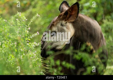Okapi (Okapia johnstoni), Wald Giraffe oder zebra Giraffe, artiodactyl Säugetier Native Jungle oder tropischen Wald, Kongo, Zentralafrika, schöne Ein Stockfoto