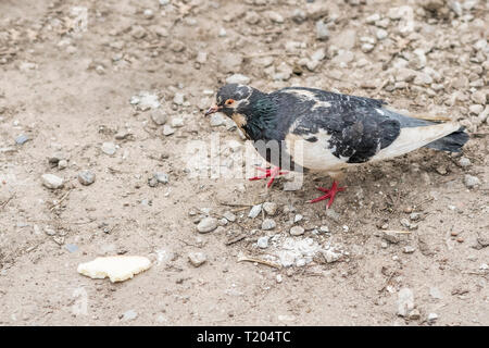 Gefleckte Taube ist auf dem Boden in die Richtung einer Scheibe Brot Stockfoto