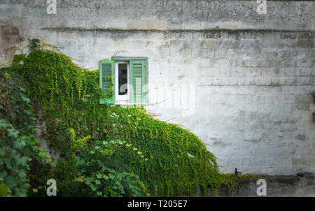 Blick auf ein Fenster und eine Wand bedeckt mit Efeu Stockfoto