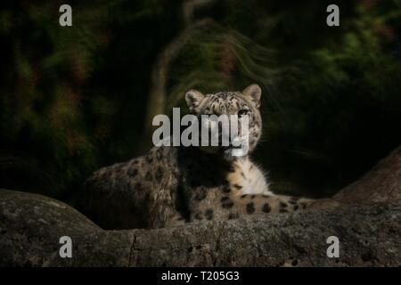A Himalayan snow leopard (Panthera uncia) Lounges auf einem Felsen, schöne Irbis in Gefangenschaft im Zoo, National Heritage Tier von Afghanistan und Paki Stockfoto