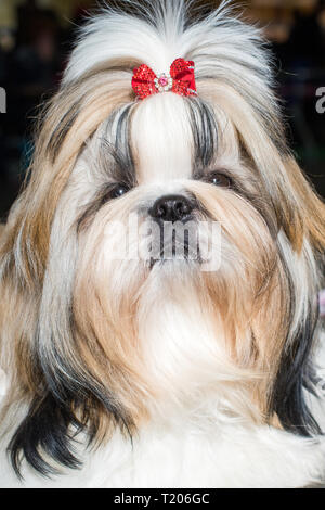 Close up Portrait von süße Shih-tzu Hund mit roter Schleife Stockfoto