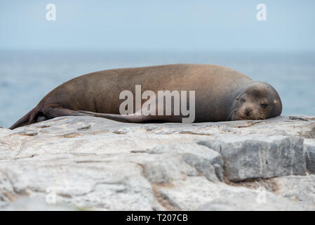 Eine Galapagos Seelöwe (Zalophus wollebaeki) Schlafen auf einem Felsvorsprung in der Galapagos Inseln Stockfoto