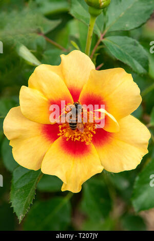 Paeonia lutea, goldene Erfahrung Baumpäonie mit Bee Stockfoto