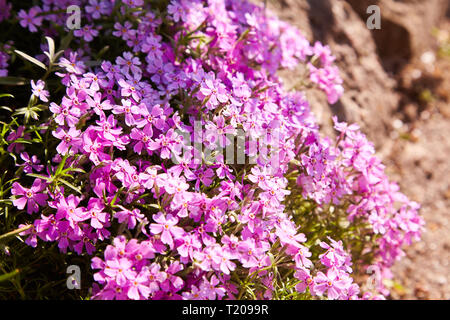Flox subulata Blumen Stockfoto
