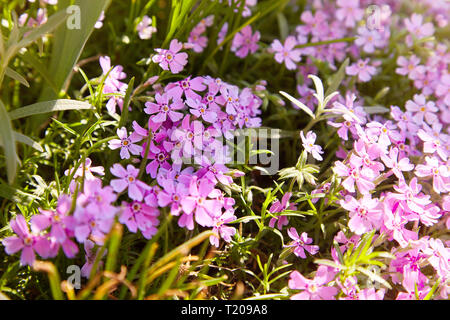 Flox subulata Blumen Stockfoto
