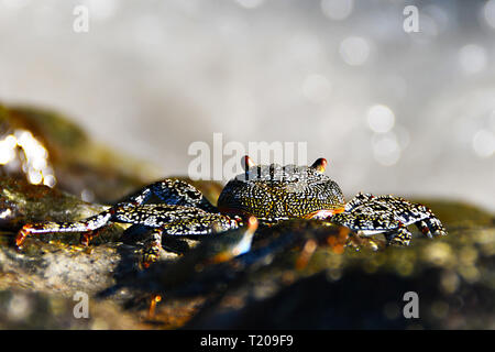 Ghost crab am Playa Biesanz in Quepos, Costa Rica Stockfoto