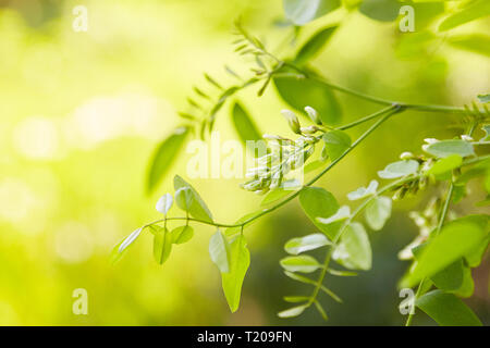 Weiß Akazie blühende an einem sonnigen Tag. Üppig blühende Akazie Zweig von Robinia pseudoacacia. Akazie blühen. Grünes Laub Stockfoto