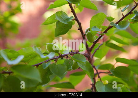 Grüne unreife Aprikosen auf einem Ast an einem sonnigen Tag auf einem unscharfen Hintergrund Stockfoto