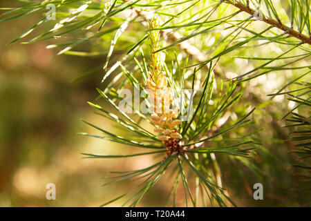 Junge Kiefer bud (Konus). Kiefer Niere. Niere nadelholz Baum close-up. Stockfoto